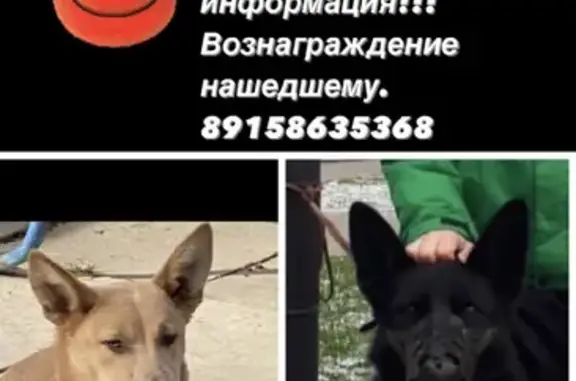 Пропала собака на улице Кирова