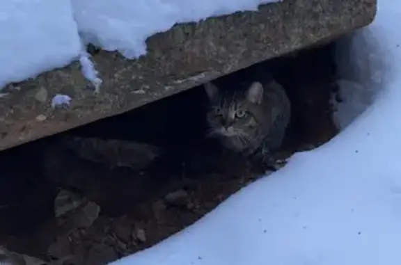 Найдена кошка на улице Азина, 49 в Кирове