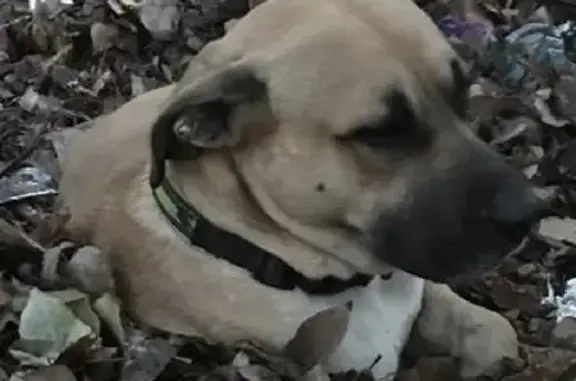 Объявления о пропавших и найденных животных, Ростов-на-Дону, фото: Потеряшка с рыжим окрасом и белой грудкой в Ростове-на-Дону