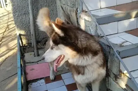 Собака найдена на улице Защитников Родины, 10А, Воронеж