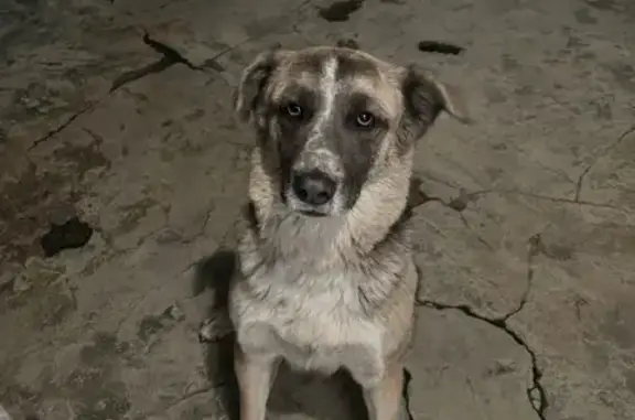 Собака найдена на улице Чехова, Ереван