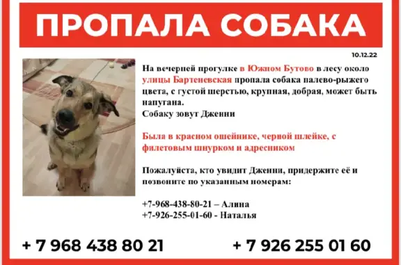Пропала рыжая собака на Бартеневской