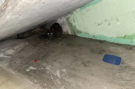 Найдена темно-серая кошка в подъезде 4, дом 3 на Вешняковской улице