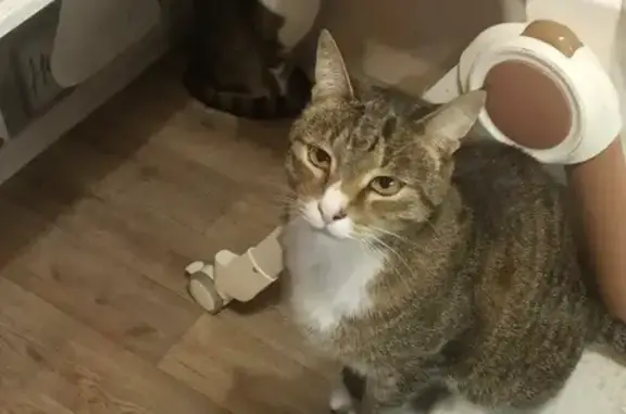 Найдена кошка Кот на ул. Стартовая, 17, Москва