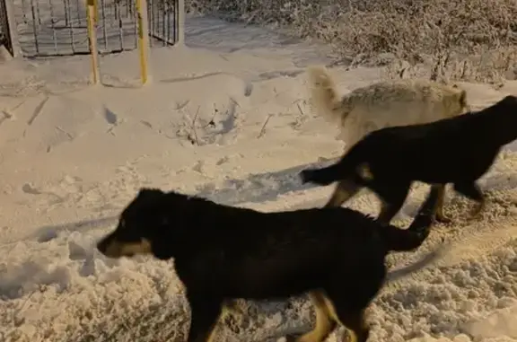 Найдены 2 молодых пса в Московской области