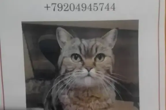 Найдена кошка на ул. Карла Маркса, 258В в Тамбове