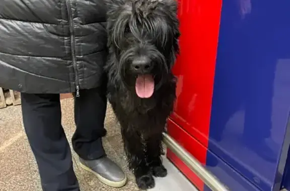 Собака Нацдена найдена в метро на ш. Энтузиастов, Москва.