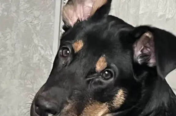 Объявления о пропавших и найденных животных, Санкт-Петербург, фото: Пропал щенок на улице Даля, Санкт-Петербург