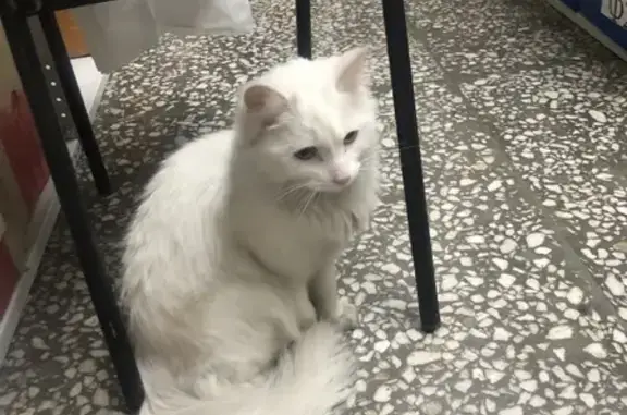 Найдена кошка на пр. 50-летия Октября, 11, Улан-Удэ