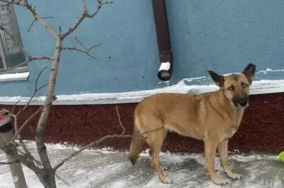 Найдена собака на Валдайской ул. 1 с1, Шушары