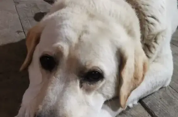 Пропала собака Лабрадор на Черноморской, 66Б