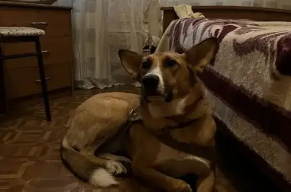 Найдена собака в Москве, район Ховрино