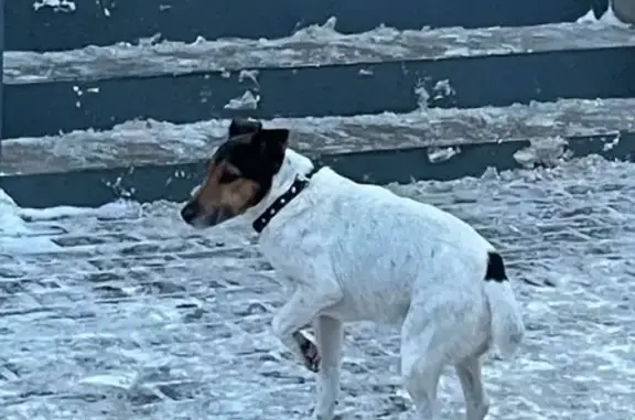 Найдена собака на улице Пржевальского, 66, Тверь