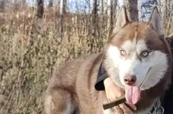 Потерянные животные Новокузнецк, фото: Пропал хаски Флоки на проспекте Строителей, 98.