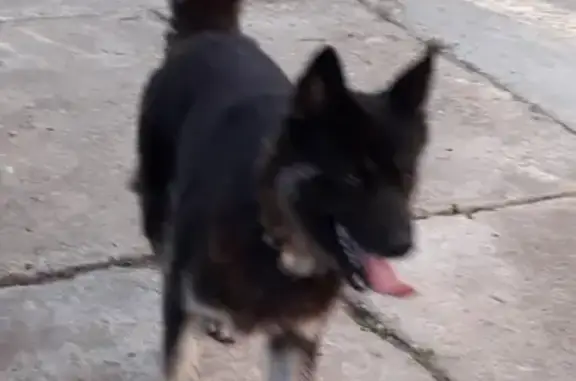 Пропала собака Маламу Умка, 2 года, 2-я улица Красная Заря, 56А, Малаховка.