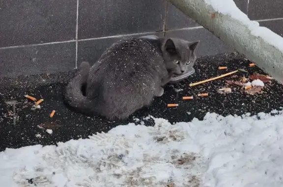 Пропала кошка на Ясеневой, 6 в Москве