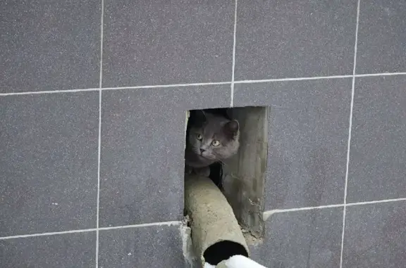 Найдена кошка на Ясеневой, д.6, Москва