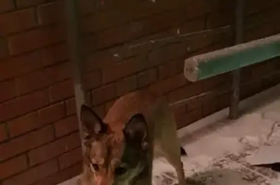 Найдена собака на ул. Петухова, 103 в ЖК Матрешкин двор