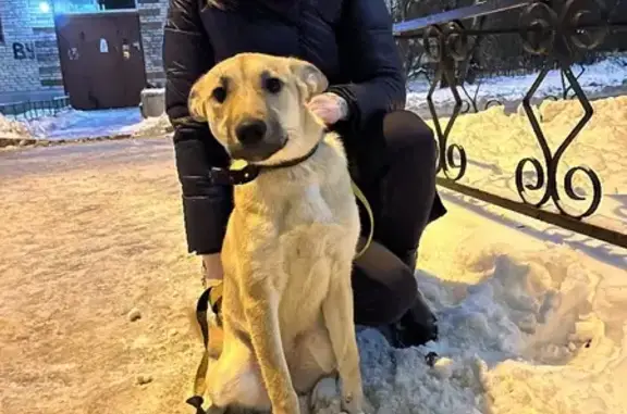 Найдена рыжая собака на пр. Славы в СПб