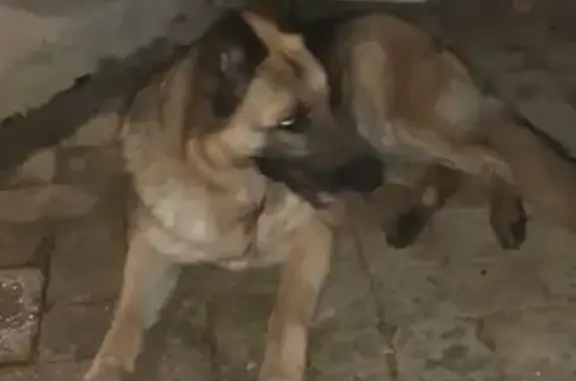 Найдена домашняя собака в районе Карантин, ищем хозяина или надежного друга - Керчь