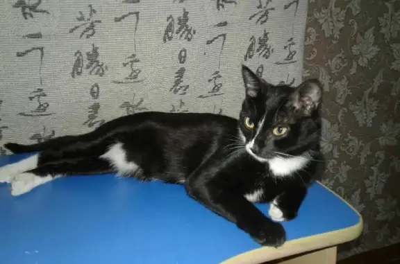 Кошки потеряшки, Санкт-Петербург, фото: Потеряшка кот на Белградской, 16 в СПб