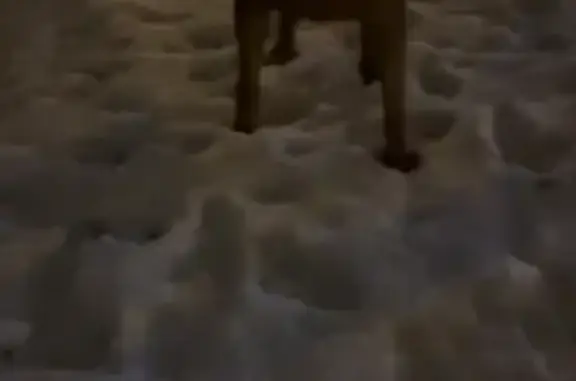 Собака найдена на шоссе Энтузиастов, Москва.