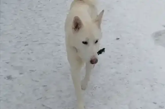 Пропала белая собака с погрызенным ошейником на ул. Луначарского, Углич