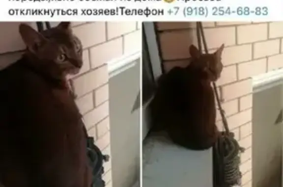 Пропала кошка на ул. Рахманинова, 21 в Краснодаре
