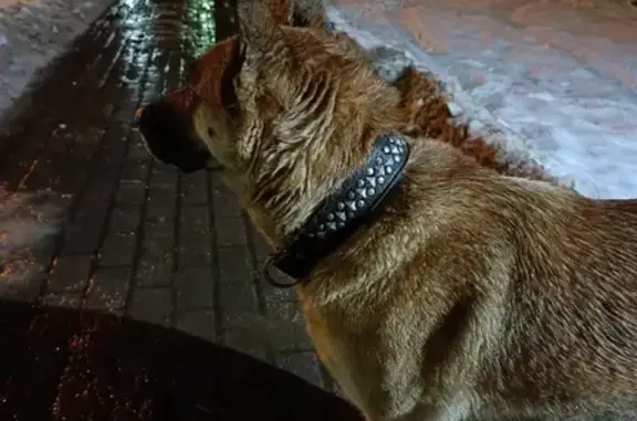 Найдена собака у Белых Столбов на ул. Ленина, Домодедово