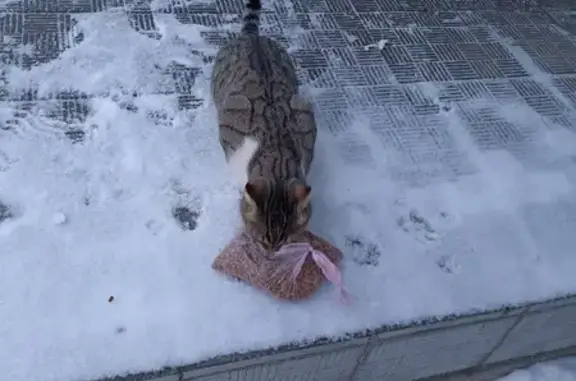 Найдена кошка на улице Абсалямова 29 в Казани
