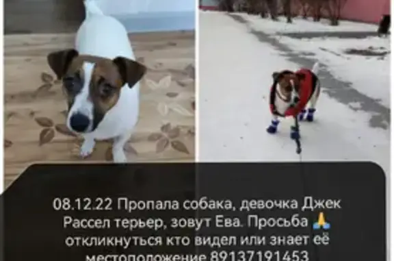 Пропала собака на ул. Кропоткина, Новосибирск.