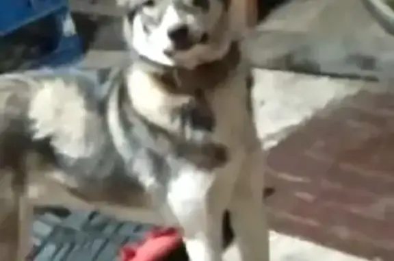 Потерянные животные Томск, фото: Пропала собака Лайка в Томске на 1-й Лесной, 34