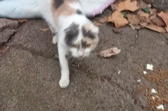 Трехцветная кошка на улице Тюляева в Краснодаре.