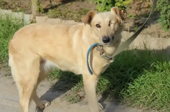 Найдена собака Белка ищет дом в Таганроге 🐕