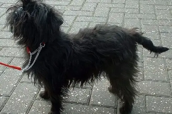 Пропала собака Мила на Кривой улице, Крымск