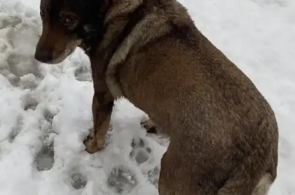 Найдена собака, Москва, фото: Найдена собака на ул. Международная, Москва