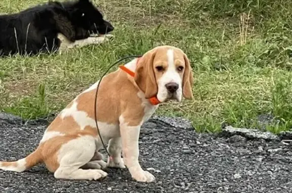 Пропала собака породы Бигль на Полевой улице в Ярково