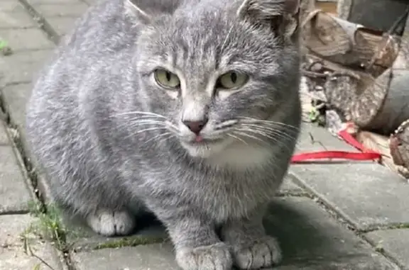 Пропала кошка в Московской области.