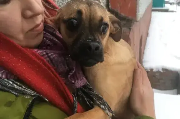 Найдена собака на улице Крупской 19/1 в Омске