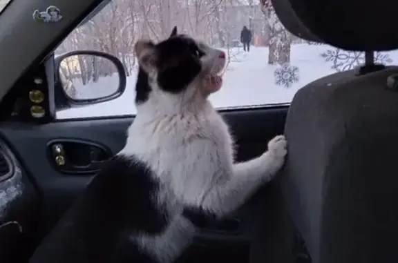 Найдена кошка на Ивановского 3, Томск