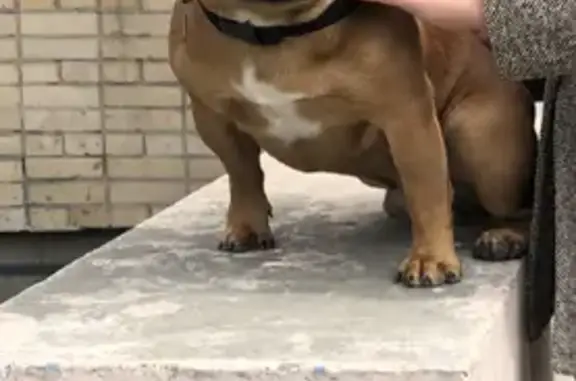 Потерянные животные Москва, фото: Пропала собака Моня на Набережной, Москва