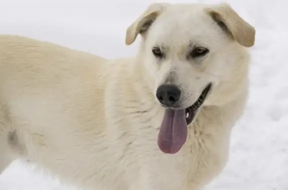 Пропала белая собака без ошейника в Красном-на-Волге или Давыдовских микрорайонах