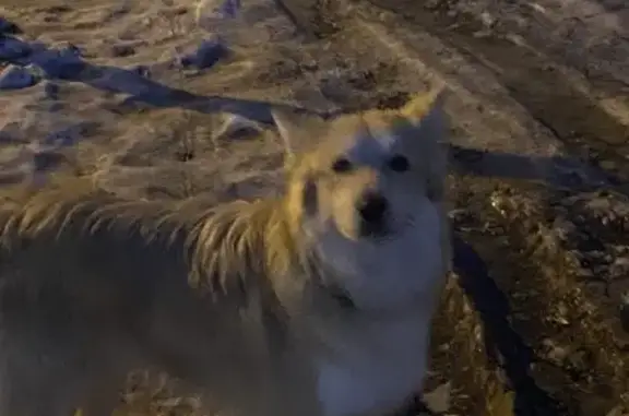 Найдена белая собака на ул. Г. Димитрова, 28 в Самаре