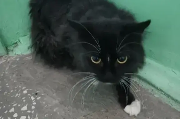 Найдена кошка на ул. 9 Мая, 73 в Красноярске