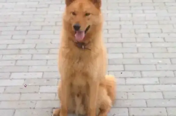 Пропала собака Бадди в Кременском