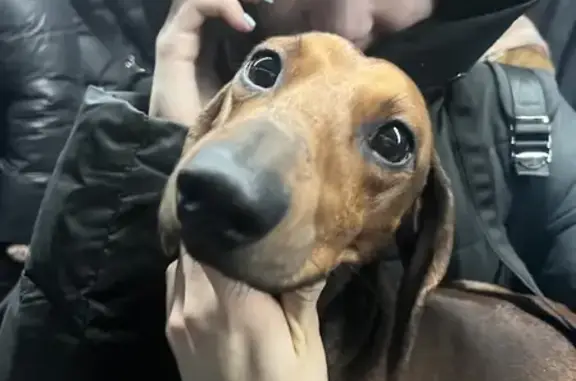 Собака Такса найдена на улице Перерва, 39, Москва.