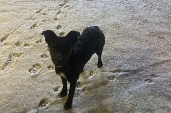Найдена черная собака в М-2, Московская область