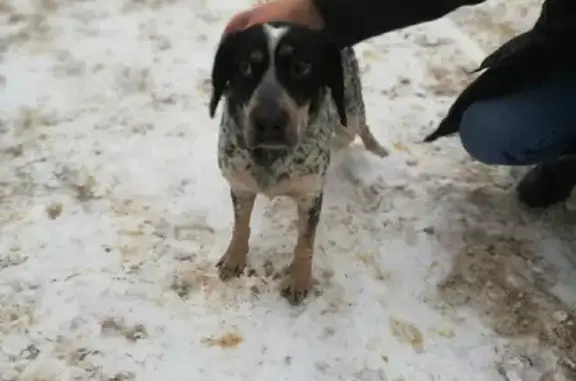 Найдена собака в Богородском: охотничья порода, девочка, белый окрас с пятнами.