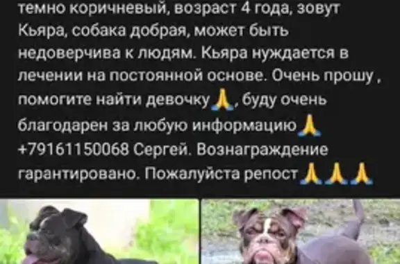 Пропала собака Бульдог Кьяра, Центральная улица, Игумново.