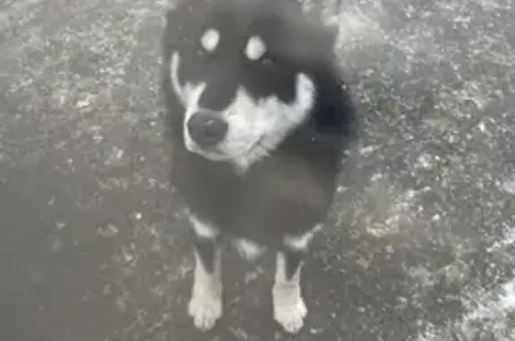 Найдена собака на жд станции Совхоз, Раменское